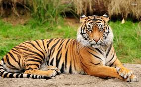 Tiger at Tadoba Park